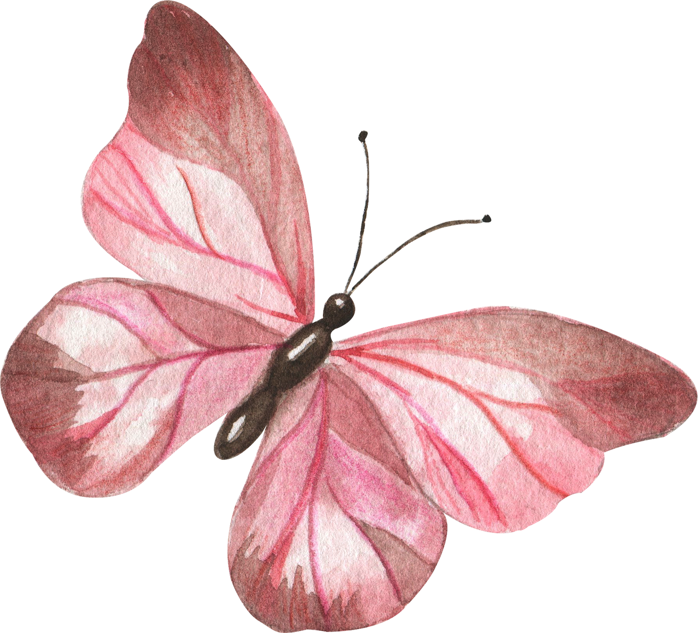 Pink butterfly watercolor illustration clipart.